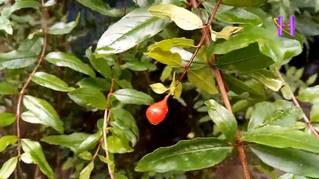 Bedana | Punica Granatum | Dalim |anar Flower And Tree
