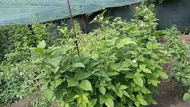 Черная Магия цветение, результат прищипки