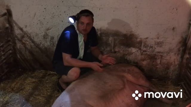 Опорос Нюшки/Ландрасы смотреть онлайн