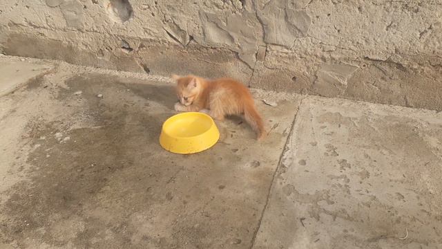 Котёнок играет с пойманной мышью. смотреть онлайн