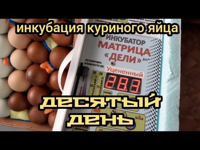 десятый день инкубации куриного яйца. смотреть онлайн