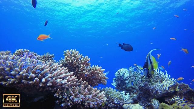 The Ocean 4K - Nature Relaxation Film / Relaxing Guitar Music For Stress Relief And Meditation