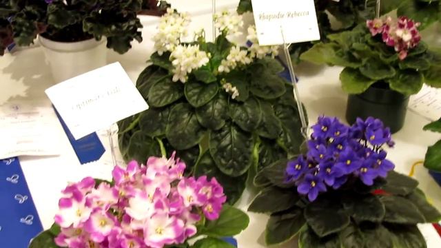 Optimara plants at the 2013 AVSA Convention... смотреть онлайн