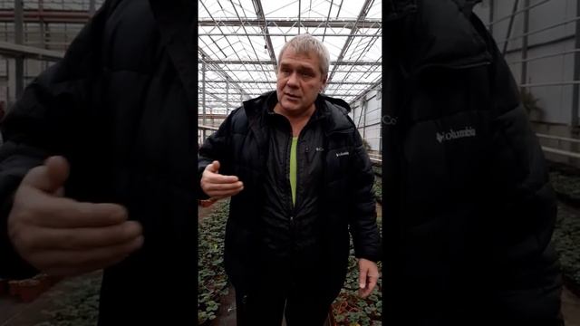 Клубника на весну 2021 г.. смотреть онлайн