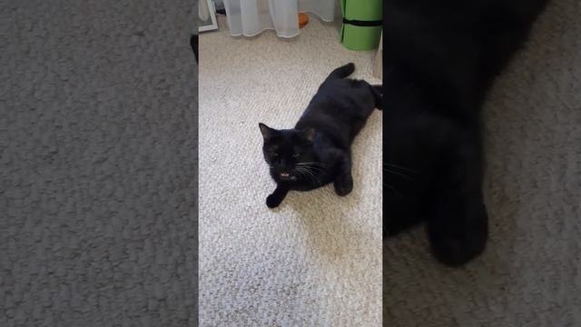 Афина говорушка смотреть онлайн