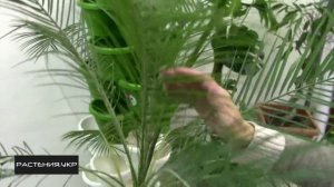 Пальма Финиковая уход в домашних условиях / Phoenicia Date palm care at home