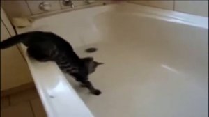 Животные приколы №5 (коты боятся воды)