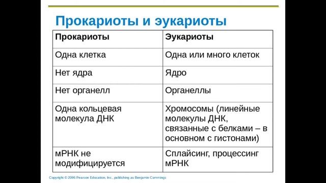 Клетки. Прокариоты и эукариоты. смотреть онлайн