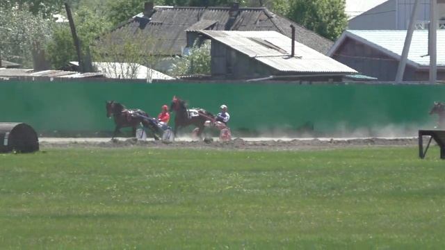 Для лошадей рысистых пород старшего возраста, 1600 м 25.05.2019. Абаканский ипподром