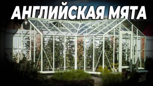 Мятная теплица в английском стиле