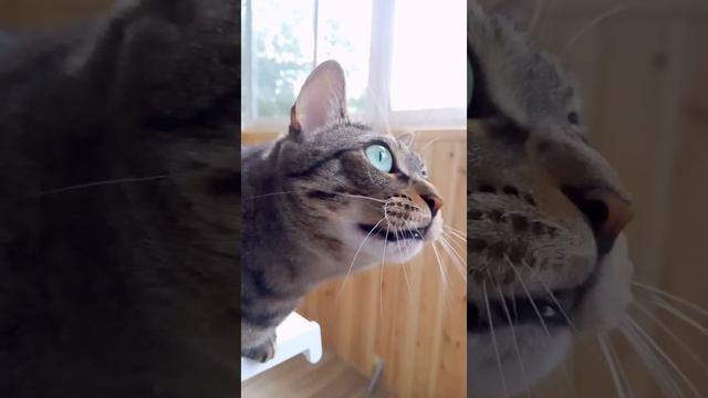 Кошка крякает смотреть онлайн