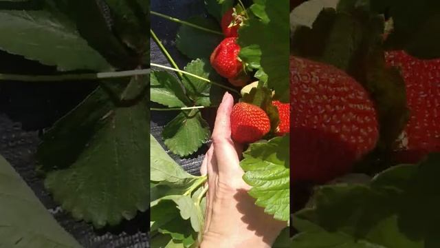 Самый беспроблемный сорт клубники - Элиани! смотреть онлайн