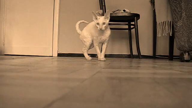 Элейн - кошка породы корниш-рекс смотреть онлайн