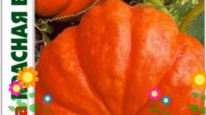 Тыква Красная Баронесса. Краткий обзор, описание характеристик cucurbita pepo Krasnaia Baronessa