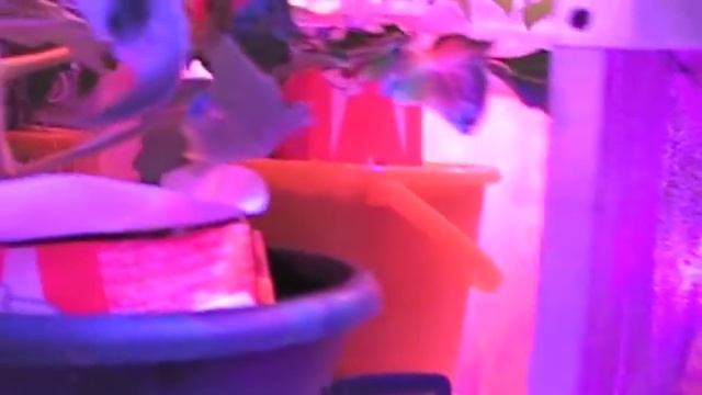 Досветка растений смотреть онлайн