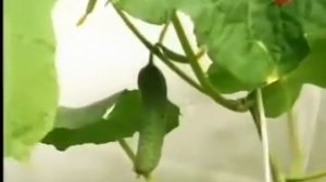 Огурцы.Марина Рыкалина и Виталий Декабрев.История одной культуры.