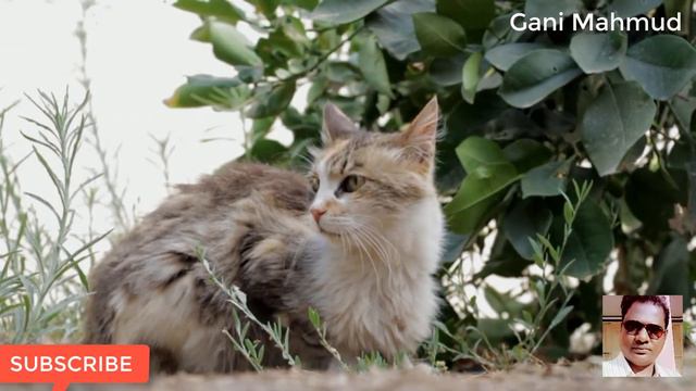 Brile ta kora Mou смотреть онлайн