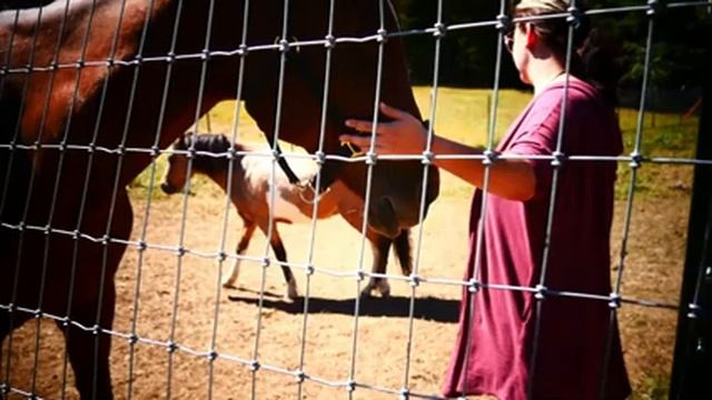 Приучаем лошадей к конюшне смотреть онлайн