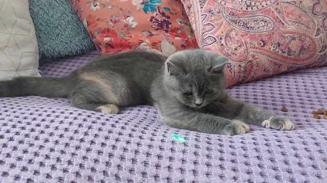 #164 Всех девочек с 8 Марта (#британские #кошки #happy #cats) смотреть онлайн