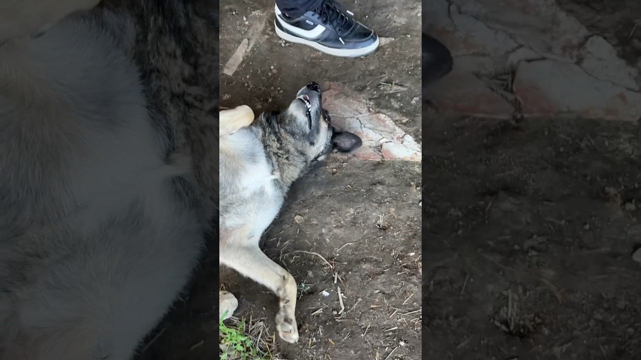 Куда пошел? Продолжай! Бездомная,воспитанная человеком❤️