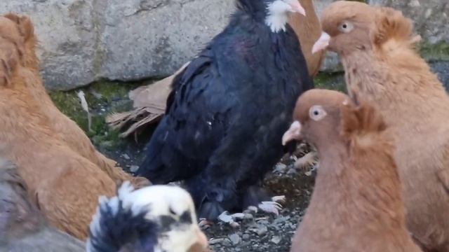 Три редкие породы голубей Ст. Архонской Three rare breeds of pigeons St. Archonskoy смотреть онлайн