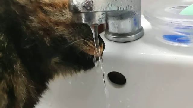 киса пьёт воду из крана смотреть онлайн