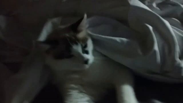 Как перевезти кота в поезде. Сколько стоит билет на кота? смотреть онлайн