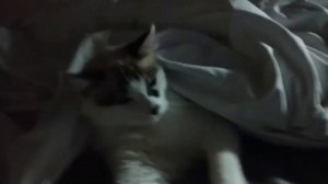 Как перевезти кота в поезде. Сколько стоит билет на кота?