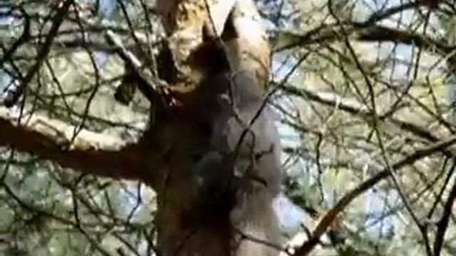 К посетителям лесопарка пришла белочка. смотреть онлайн