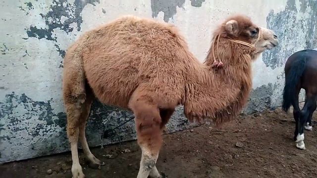 МОЛБОЗОР ШАХРИТУЗ ТУЙЯ ЧИКБДИ МАРХАМАТ КУРИНГ ОТ НАРХИ НАВО СИ 26 декабря 2021 г. смотреть онлайн