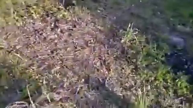 ЕЙСК. ДАЧИ?ПРОБОВАЛА ПИЛИТЬ ЭЛ ПИЛОЙ. КАК Я В МОЛОДОСТИ ДРОВА КОЛОЛА.. смотреть онлайн