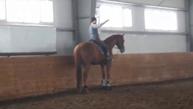 Фигуры выездки: вольт, круг смотреть онлайн