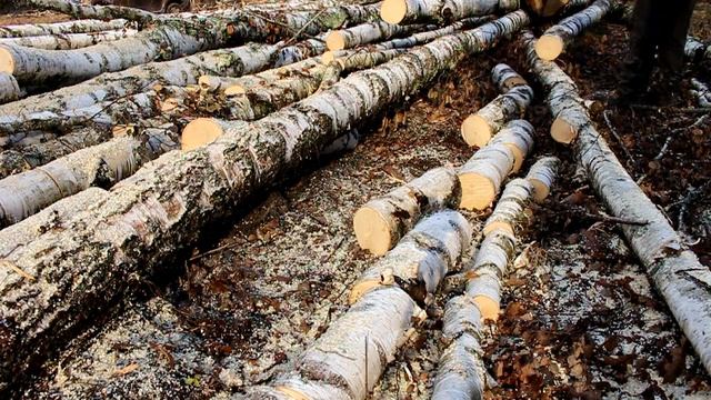 Сколько дров Напилит Хускварна 130 на Полном баке. Эксперимент..mp4 смотреть онлайн