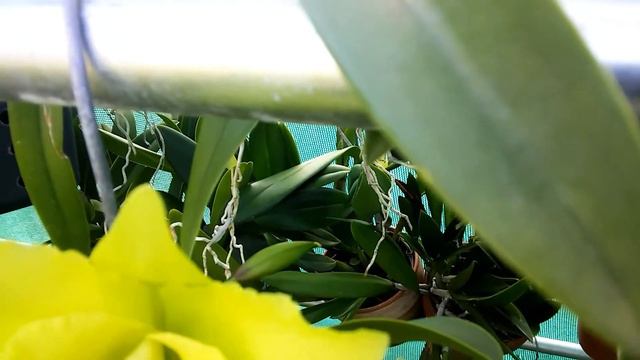CATTLEYA · Blc Ports of Paradise 'Emerald Isle' (opening). смотреть онлайн
