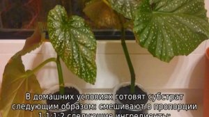Бегония коралловая