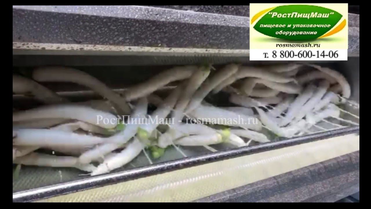 Мойка редьки (Дайкон) на Машине GB от РостПищМаш смотреть онлайн