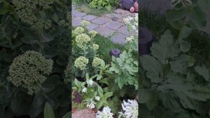 Молочай «Вечная невеста».😍Обязательно посадите.