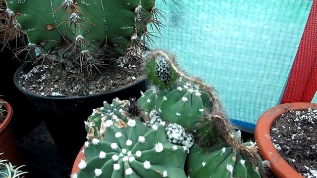 How to know when to Harvest Echinopsis Cactus Seeds The Sea Urchin Cactus- Domino Cactus смотреть онлайн