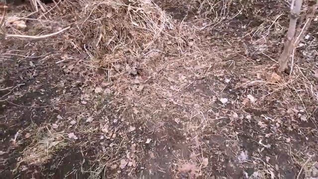 Рассада растёт как на дрожжах. Скоро будем есть редиску. Уборка приусадебного участка. смотреть онлайн