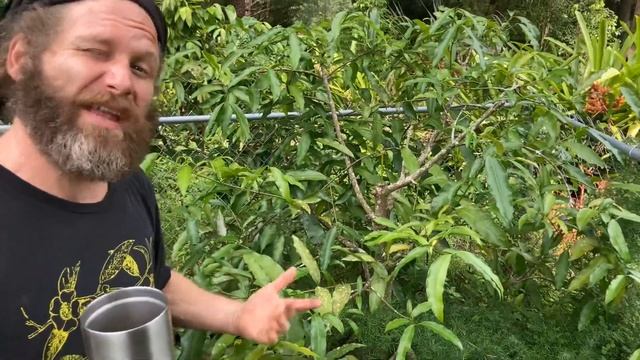 Garcinia varieties (Mangosteen family) for Pushing Zone Limits, Growing in Containers, & Greenhouse смотреть онлайн