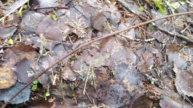По старой лесовозной дороге на Ровский укрепрайон смотреть онлайн