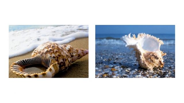 Красивые ракушки морские сокровища смотреть онлайн