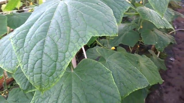 Огурцы зимой 2016 Ослепление смотреть онлайн