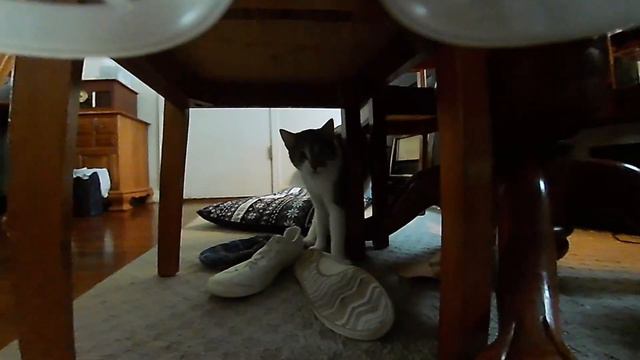 Terrorizing my cat with my FPV drone for 1 minute смотреть онлайн