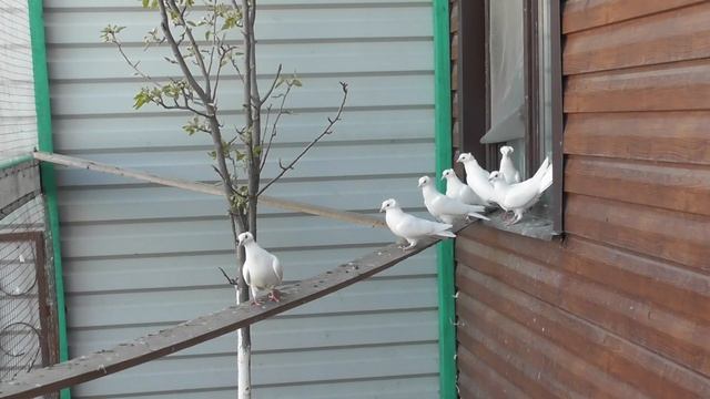 #Astrakhan #Pigeons Мои летно-бойные белые хохлатые голуби! смотреть онлайн