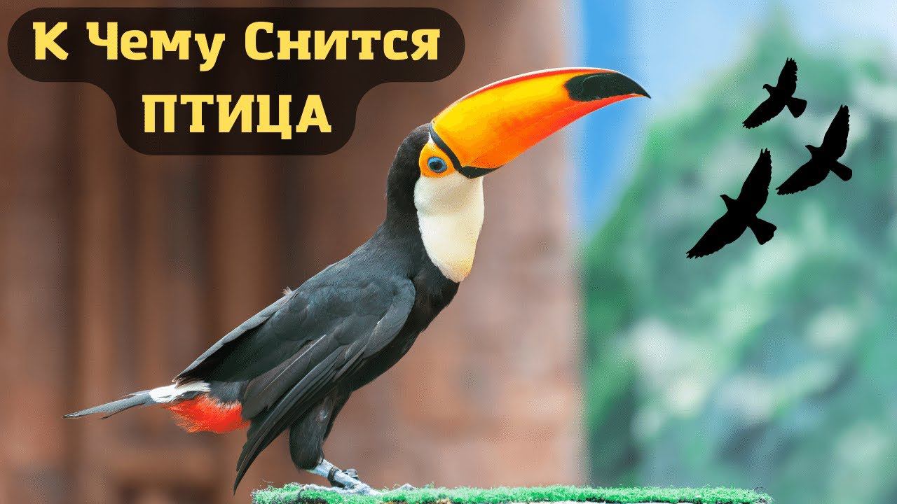 К чему снится ПТИЦА или видеть во сне ПТИЦУ | СОННИК Sk1.online