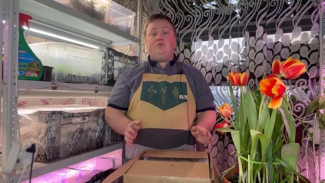 Посев Бегонии// Петуния взошла! Уход в первую неделю! смотреть онлайн