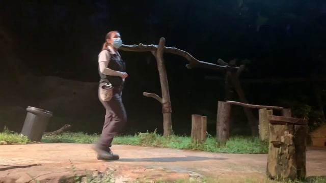 NIGHT SAFARI 2020 | CREATURES OF THE NIGHT SHOW (WORLD'S FIRST NOCTURNAL ZOO) смотреть онлайн