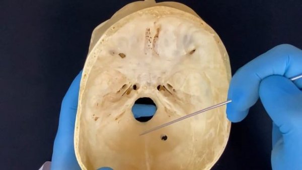 Внутреннее основание черепа - Basis cranii interna (анатомия человека)