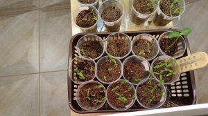 Гибнет рассада на стадии семядолей . Ищу причину .Может это кто то сглазил )